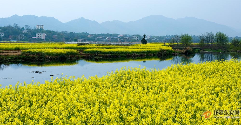 油菜花開蘆江岸 江南水鄉(xiāng)美如畫——唐明登攝.jpg