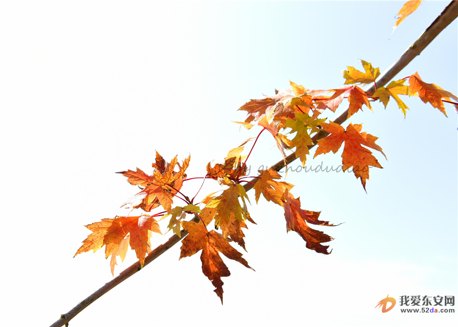 DSC_1718-1.jpg